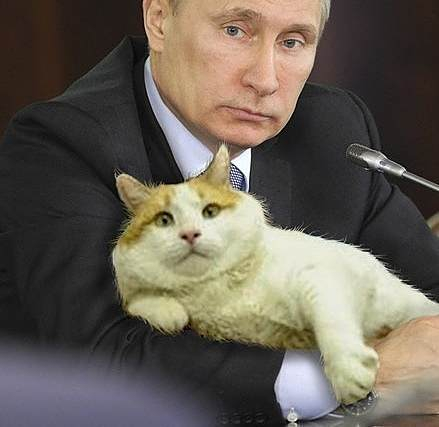 Кот Путина